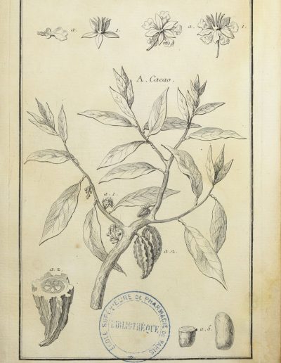 Cacao (1764 – 1765)