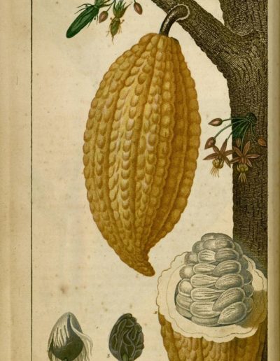 Chaumeton, François Pierre. Flore médicale / Vol. II. Paris : Panckoucke. 1815