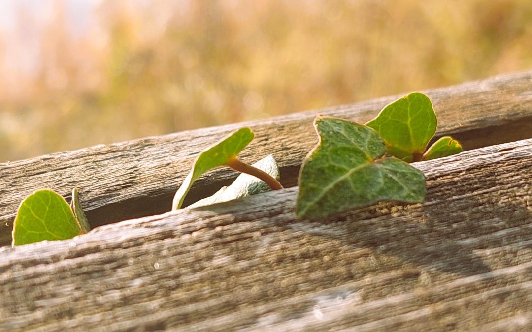 Le vivant indiscipliné : quand les infrastructures perdent le contrôle