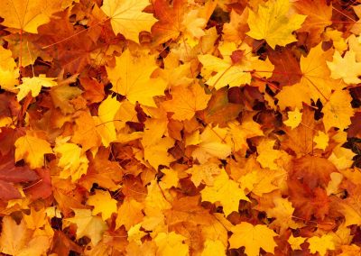 maple-leaves-background