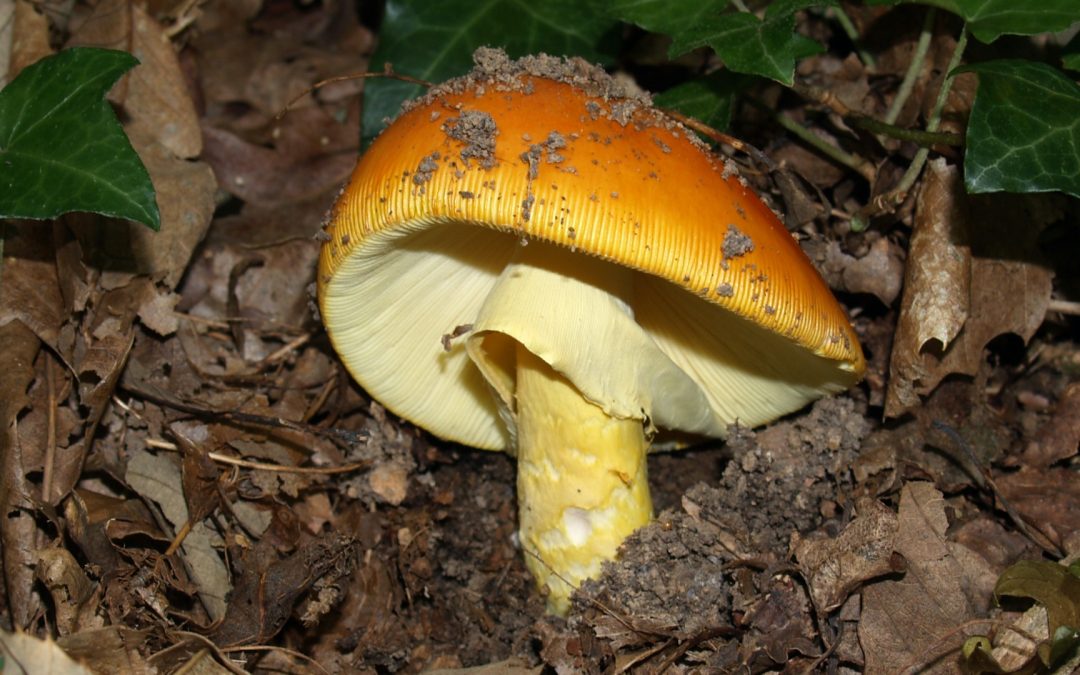 La mycologie à l’honneur en Pharmacie