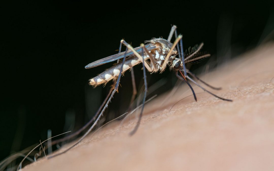Lutte contre le paludisme : le projet RAMP vise à bloquer la transmission du parasite