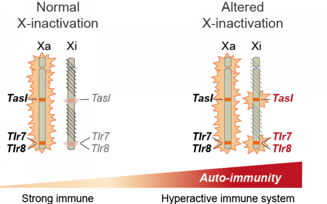 [PUBLICATION] Un rôle du deuxième chromosome X dans le développement des maladies auto-immunes ?