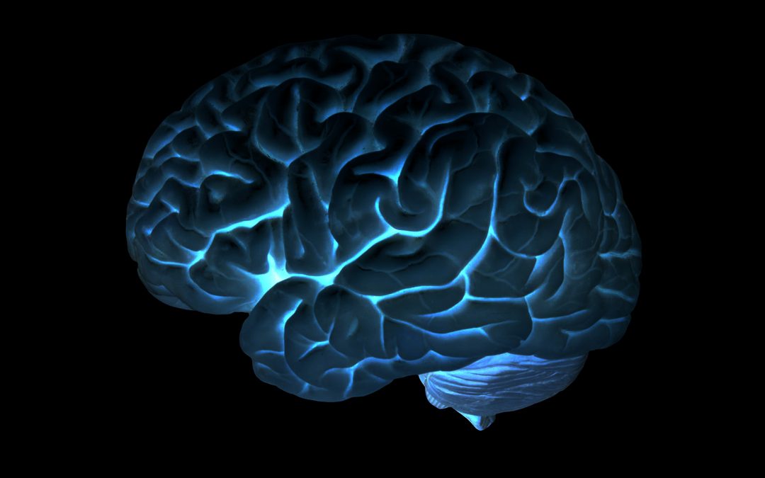 Le cerveau vous fascine ou vous impressionne ? Venez le découvrir du 13 au 19 mars