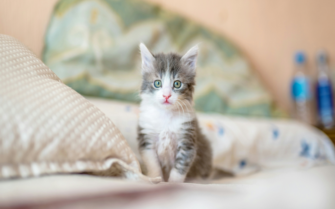 L&rsquo;UO s&rsquo;engage : Chat d’intérieur vs chat d’extérieur : bien-être et épanouissement