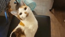 Atelier création de jouets pour chat