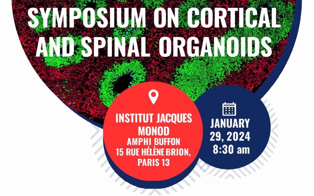 Symposium on cortical and spinal organoids