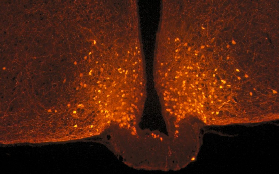 Des cellules du cerveau qui changent de forme et coupent la faim