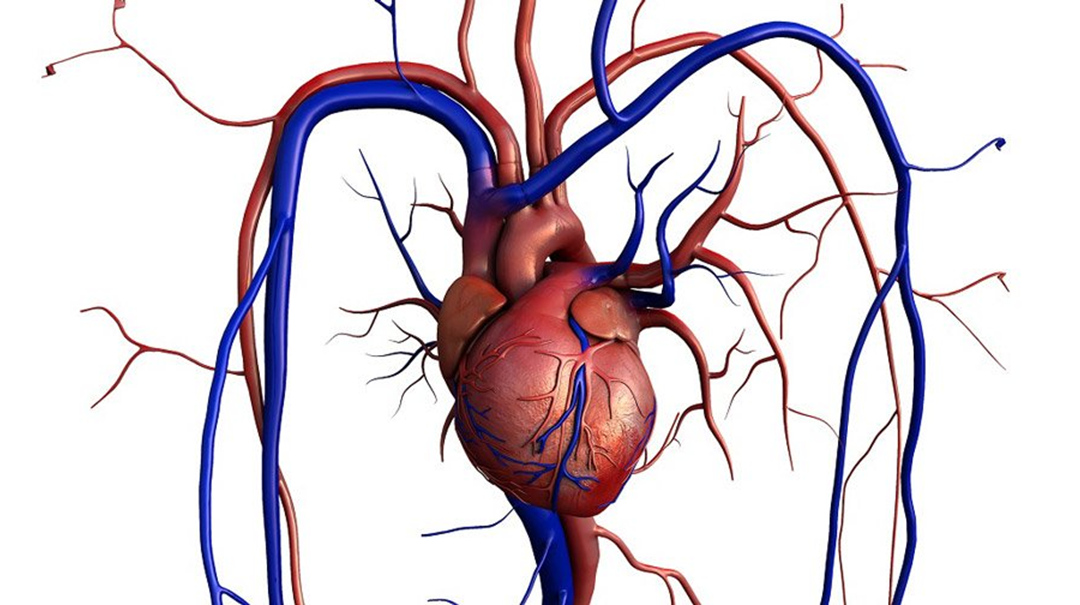 REALITY, un essai randomisé international – Comparaison de stratégies transfusionnelles chez les patients présentant un infarctus du myocarde et anémiques