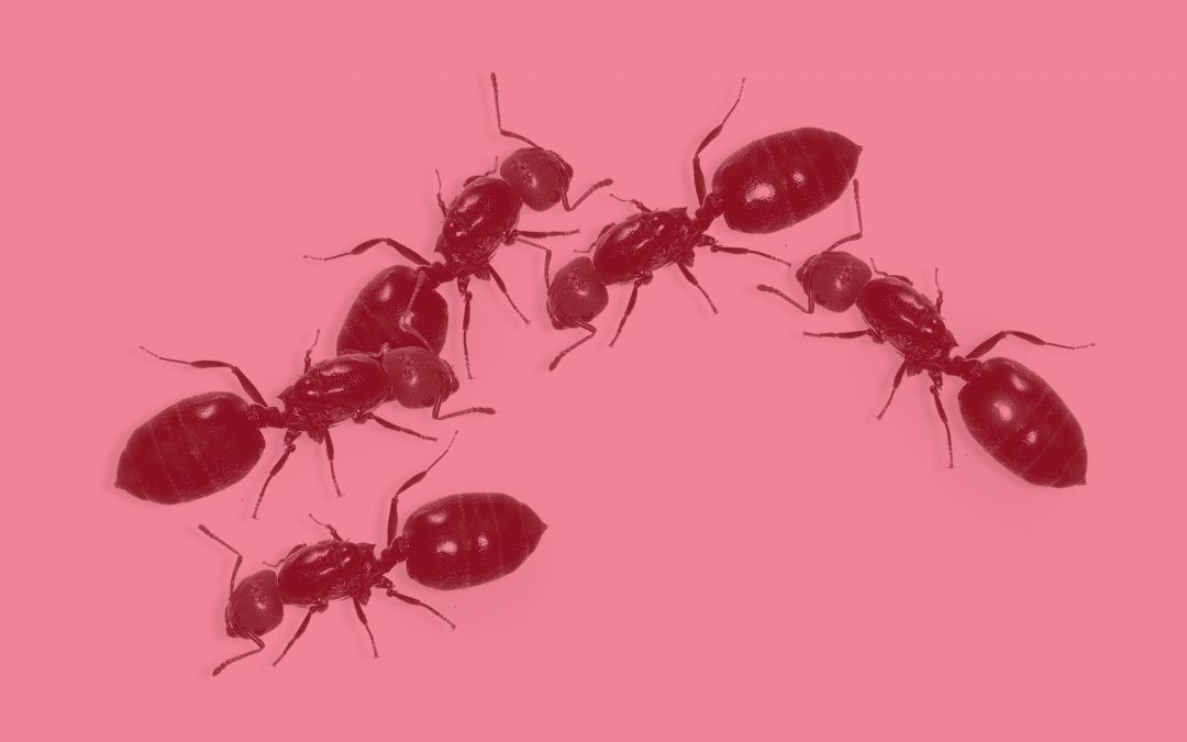 #LGD décembre – Quelle transmission des savoirs ?