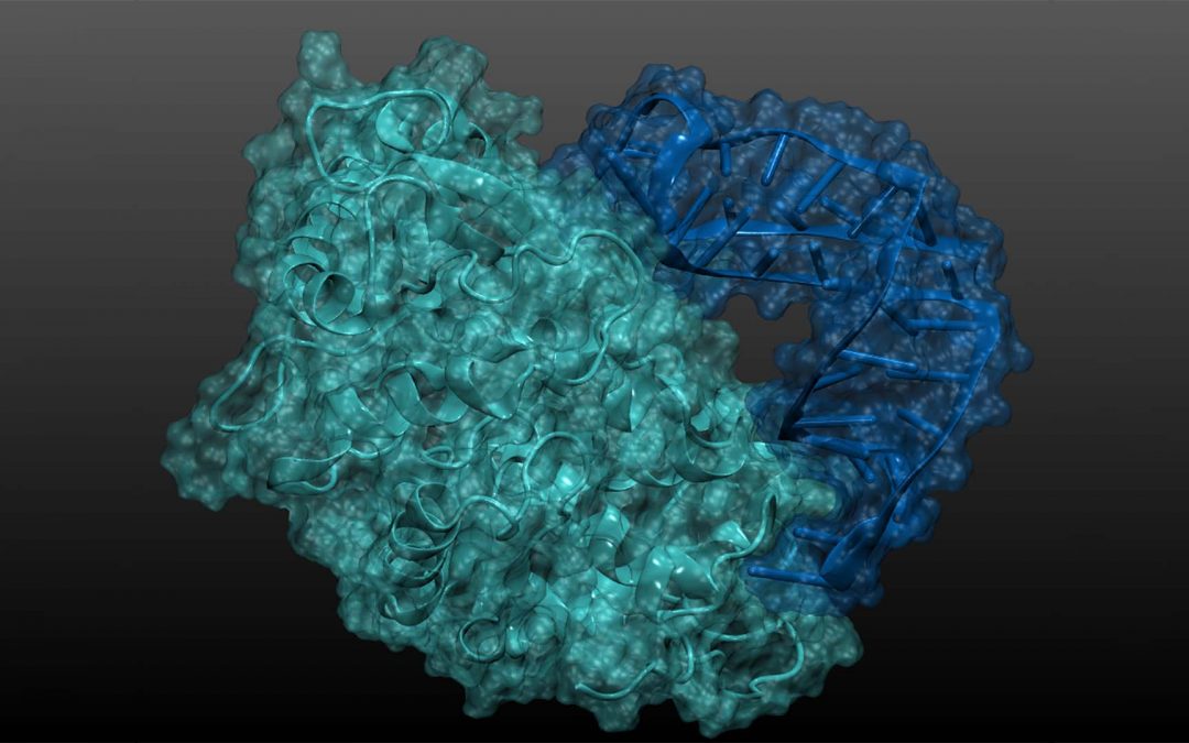 [SARS-CoV-2] La structure moléculaire de son ARN ouvre des perspectives thérapeutiques