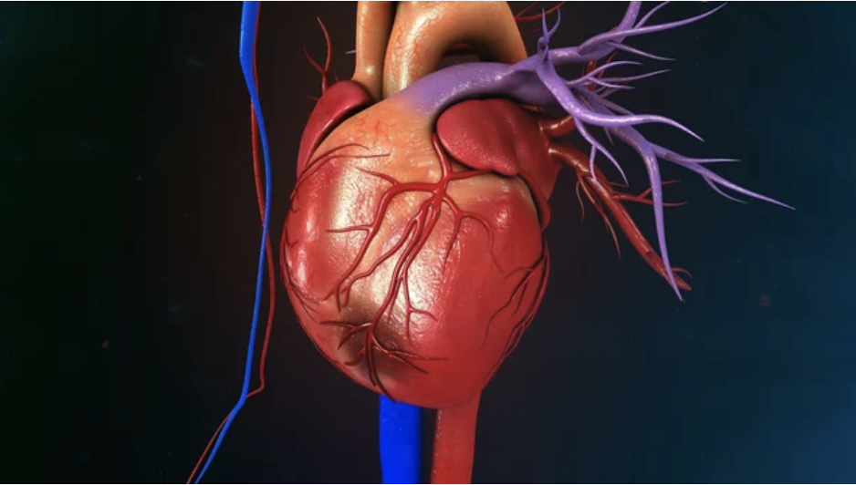 Une thérapie par ultrasons non invasive efficace dans le traitement des maladies des valves cardiaques