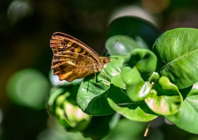 Papillon Tircis - jardins Abbé Pierre
