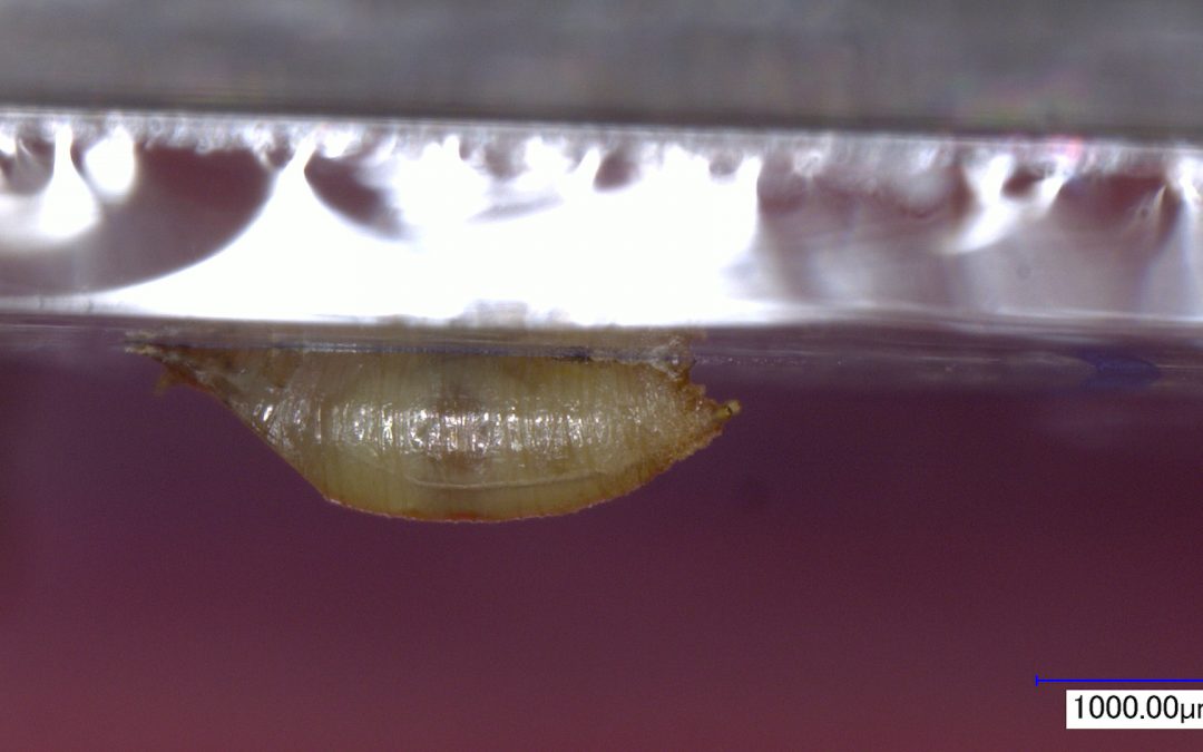 Une colle hyper adhésive produite par la mouche drosophile