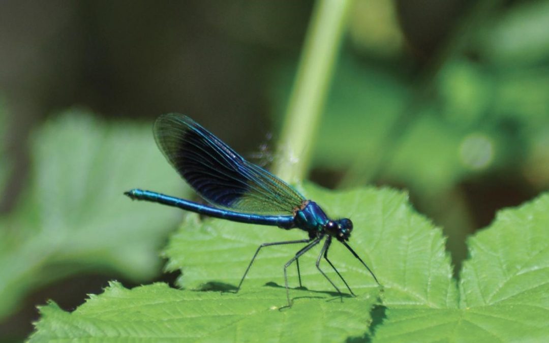 BiodiverCité : une exposition naturaliste et immersive