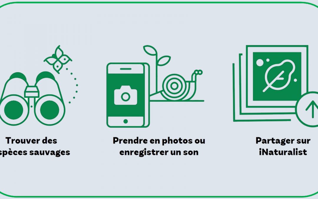 Participez au défi mondial City Nature Challenge 2023 !