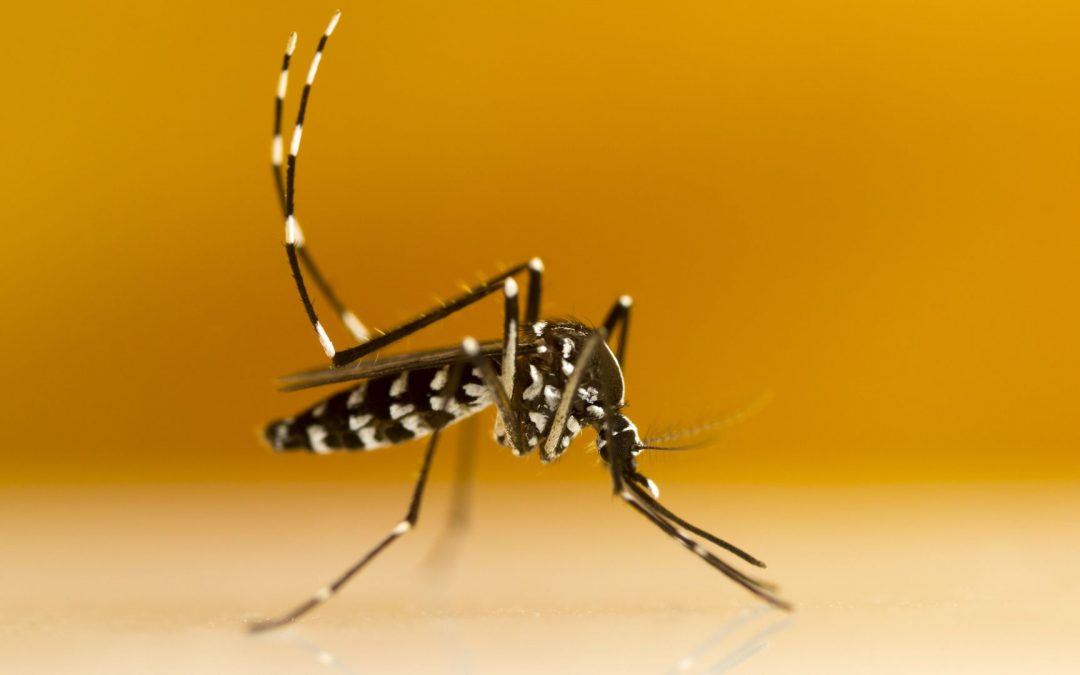 Le moustique tigre capable de transmettre le virus du chikungunya à des températures tempérées