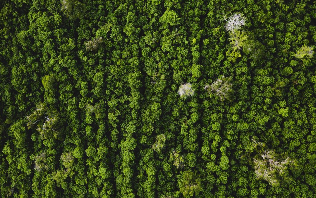 [Cycle de séminaires] « Les enjeux écologiques dans une perspective multidisciplinaire »