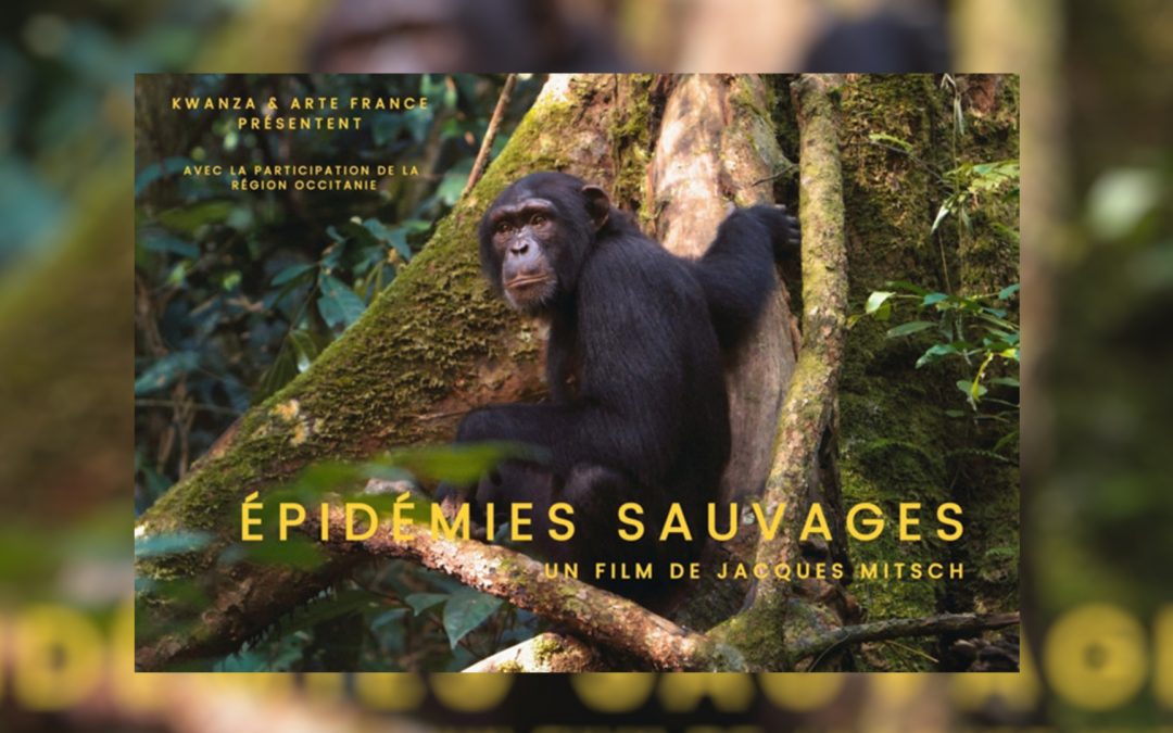 Festival Ciné Science – Épidémies sauvages