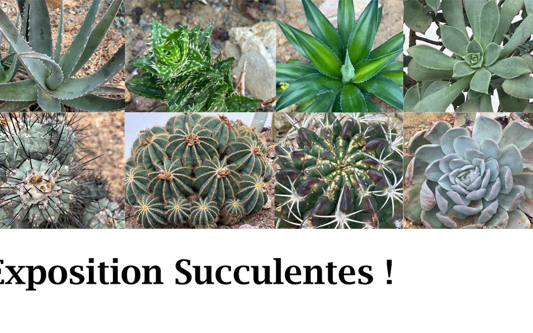 Exposition Succulentes !