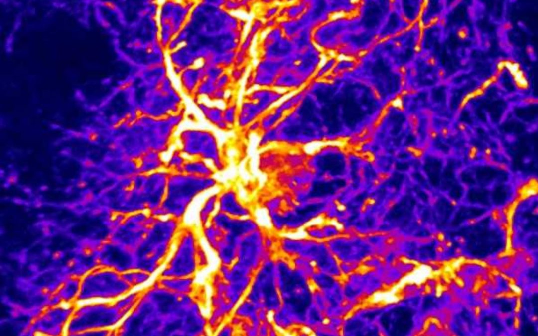 Le rôle inattendu des astrocytes dans l’obésité