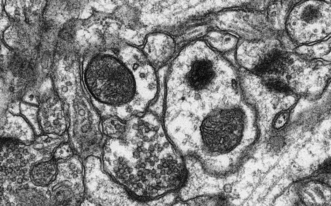 Le transport subcellulaire au service de la mémoire