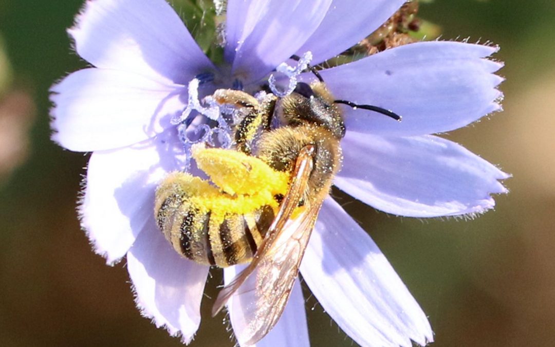 Une espèce d’abeille européenne sur dix menacée : une nouvelle alerte pour la biodiversité