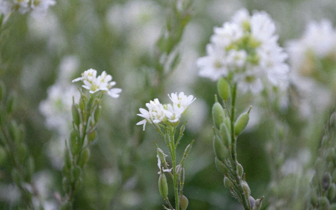 As soils harden, roots reveal a previously unknown ability to adapt