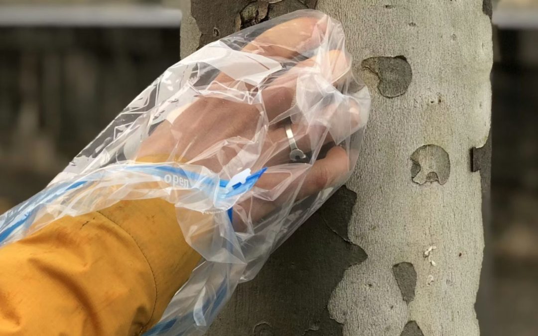 Mesurer l’invisible : ce que l’écorce des arbres nous apprend de la pollution de l’air à Paris