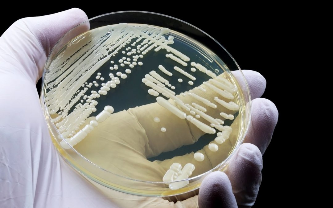 La communauté mondiale de mycologie médicale appelle à lutter contre les champignons résistants aux médicaments